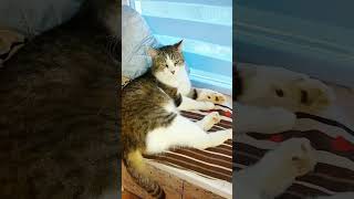 Практически Европейский! #Shorts #Funny #Cute #Cat #Cats #Cutecat#Funpets##Смешныекоты#Смех#Приколы
