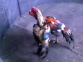 image Wido Asem Ayam Bangkok Super Teknik Keren