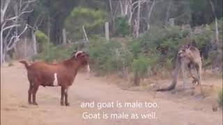Daawo Dagaal Dhex Maray Kangaru Iyo Orgi