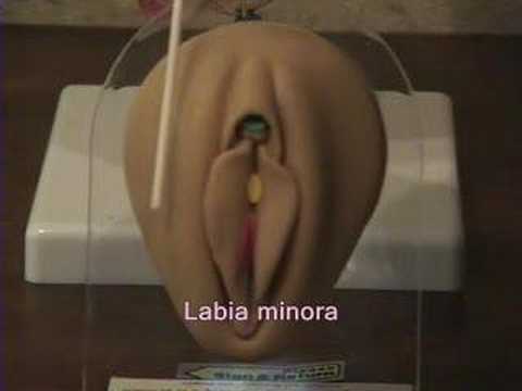 This pushes the forward portion of the labia majora out and away from the