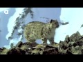 House Cats Helping Snow Leopards!