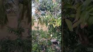 Mangoes Laughing In My House I Mango Tree