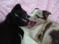 BluemerleSheltie