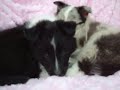 BluemerleSheltie