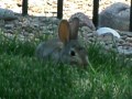 A Cute Little Bunny on the Fourth of July 3