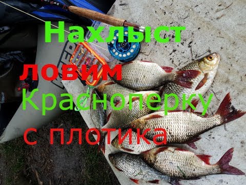 красноперка нахлыстом на что ловит красноперка нахлыстом на что ловит