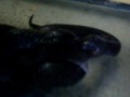 Black Milk Snake Onyx killing and eating a large mouse, Pt. 1