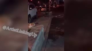 Dog stops cat on a leash from fighting with another cat