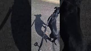 Balou & Milo Mit Fremdem Hund