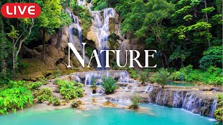 🔴 Beautiful Relaxing Music Rejuvenates Cells 🌿 Reduces Stress, And Massages The Brain From Within