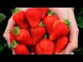 GardenBargains Strawberry Albion 15 plant offer
