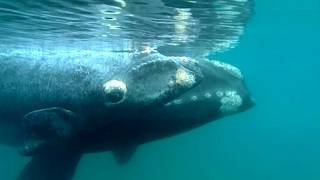 Mission Baleines Les Derniers Géants