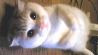 Very Funny Cats 68