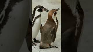 Penguins Mating
