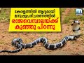 King Cobra gives birth to 20 snakelets | Mathrubhumi News