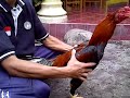 image Ayam Bangkok Aduan Joker Merah Terjual Abimanyu 99 082132733909