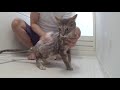 猫っ風呂 - Cat Shampoo -