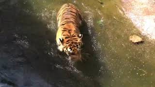 Tiger playing in the water