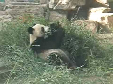 パンダ　北京動物園　笹を食べる