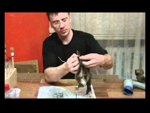 Искусственная таксидермия своими руками 66