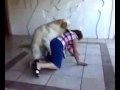 Vecchia signora che viene aggredita da un cane arrapato