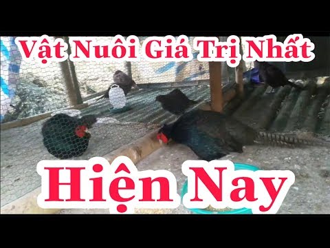 2020 Nuôi con gì hiệu quả nhất hiện nay, mô hình chăn nuôi hiệu quả kinh tế cao, mô hình kinh tế mới