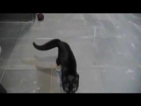 The Top And The Ball Video