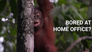 Home Office tips presented by our rescued animals