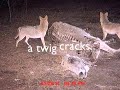 Blackfork Studio: Bigfoot on Gamecam