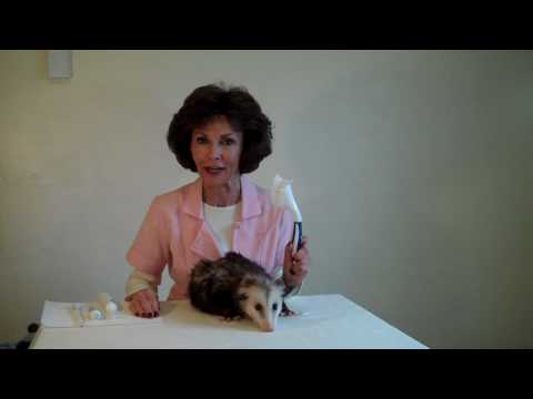 ME Pearl Presents PROPER OPOSSUM DENTAL HYGIENE.mov