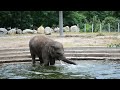 Video Прикольный слоник. Киевский зоопарк.