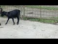 The Goat Romantic Scene The Goat Romantic Scene