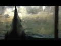 Penguin at NY Central Park zoo