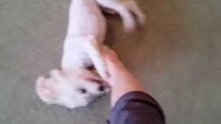 My Squirming Poodle by Hanala Sagal #Rescue #DogFunctional