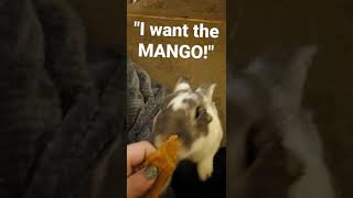 I Want Mango Mom Bunny Demands Treat