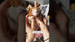 Рыженький Шапочки Показывает