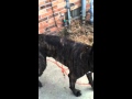 Cane Corso trying to sex a male dog