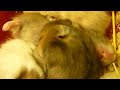 (Baby Hamsters Sleeping) Panasonic Lumix DMC-FS15 Sample Video #1