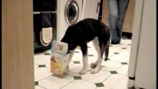 Watch Parry Gripp Dog With A Box On His Head video