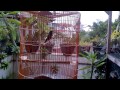Murai Batu Nembak Love Bird From Melawi (GARUDA)