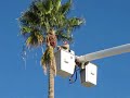 Pueblo Palm Trees Getting Pruned