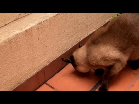 COMO ALIMENTAR A TU GATO