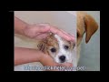 Like to Start Your Own Pet Sitting Business? Watch This Like to Start Your Own Pet Sitting Business? Watch This