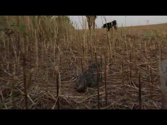 Watch Hackberry Dove Hunting on YouTube.