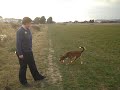 Dogs Trust Shoreham: Jessie plays ball! Dogs Trust Shoreham: Jessie plays ball!