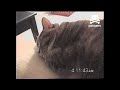 Cute snoring cat catches some zzz's