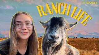 Chaotic Day At The Ranch Funny Animal Moments Youll Love