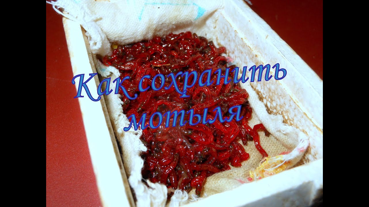 Как и где хранить мотыль на рыбалке Как и где хранить мотыль на рыбалке