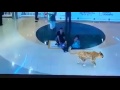7d Show In Dubai