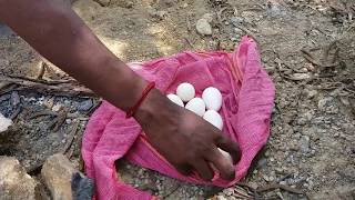 Peacock Eggs Boiling LATEST TECNOLOGY AND EAT | Peacock | Peacock Eggs | Amazing Peacock Flying